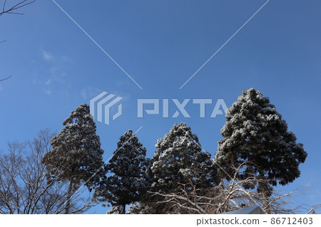 仰望天空的風景,可以看到藍天,薄雲,白雪覆蓋的杉樹,冬天的枯樹 仰望天空的風景,可以看到藍天,薄雲,白雪覆蓋的杉樹,冬天的枯樹 86712403