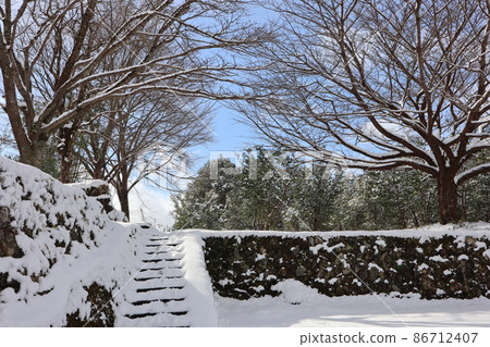 藍天，白雲，冬日枯樹，綠葉香櫞樹，石階，石牆雪景。 86712407