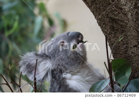 A landscape of a zoo with koalas eating eucalyptus leaves 86712409