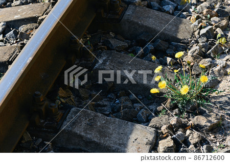 Lonely Yellow dandelion made its way through the rubble and rails. Nature in the city. Lonely Yellow dandelion made its way through the rubble and rails. Nature in the city. 86712600