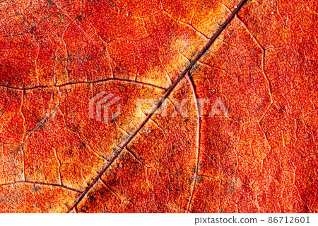 yellow-red vivid macro of autumn leaves. Close-up of leaf veins. 86712601