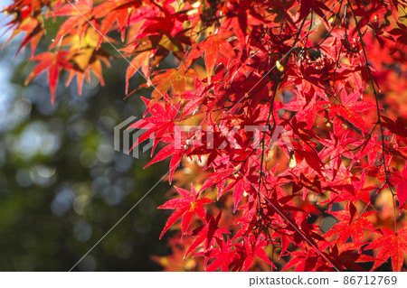 Red maple in the Sayama Hills in autumn colors 86712769