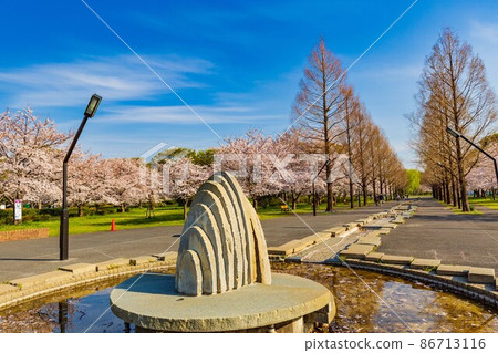 東京足立區舍人公園盛開的櫻花和噴泉 86713116