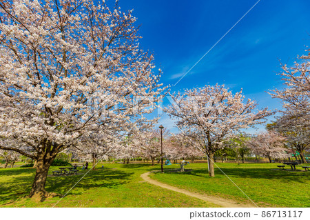 Sakura in full bloom at Toneri Park, Adachi-ku, Tokyo 86713117