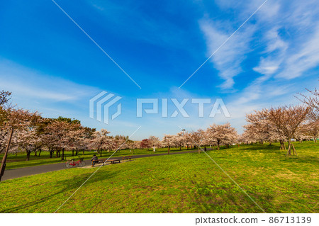 東京足立區舍人公園盛開的櫻花 東京足立區舍人公園盛開的櫻花 86713139