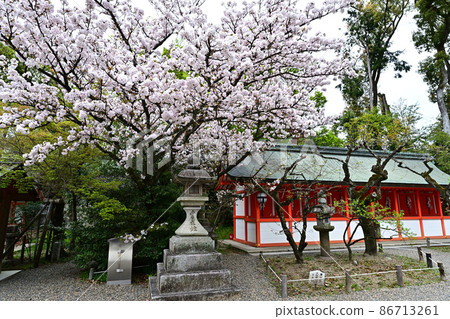 北野天滿宮櫻花 86713261