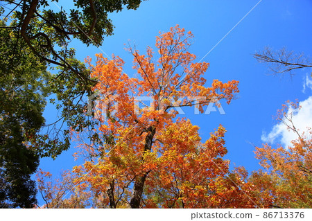 Late autumn park bright yellow leaves Late autumn park bright yellow leaves 86713376