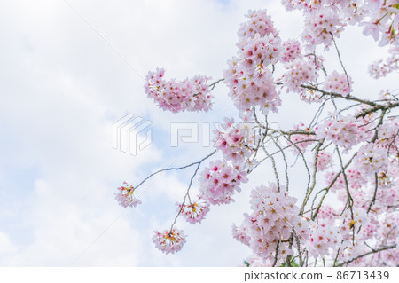 Cherry blossoms in full bloom in spring in Japan Cherry blossoms in full bloom in spring in Japan 86713439