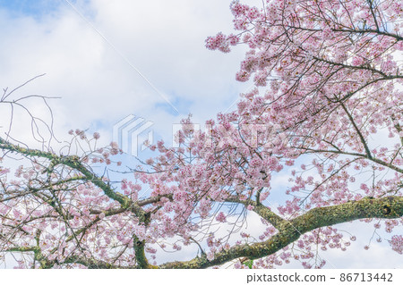 日本春天盛開的櫻花 日本春天盛開的櫻花 86713442