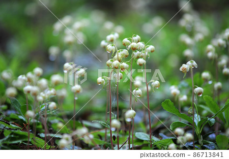 Pyrola japonica 和杜鵑花科 86713841