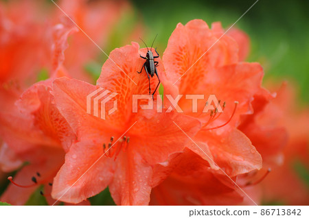 Japanese azalea ① Azalea family, cricket 86713842