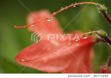 日本杜鵑花②杜鵑花科 86713844