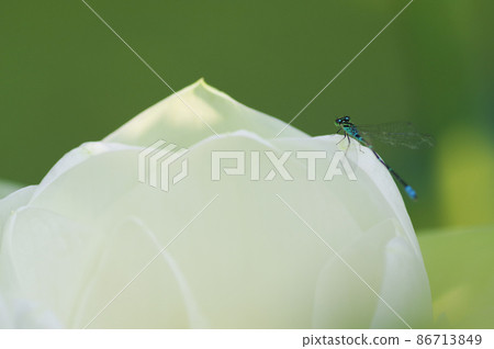 白蓮花和豆娘 86713849