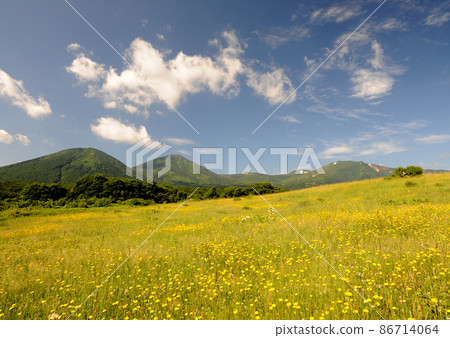 八甲田山與花田 / 菊花 86714064