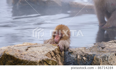 Jigokudani Yaen-Koen Monkey (Snow Monkey) Jigokudani Yaen-Koen Monkey (Snow Monkey) 86714284