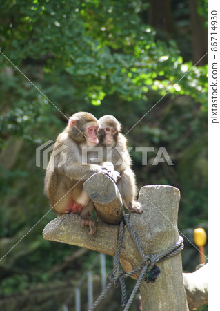 Scenery of Mt. Takasaki, Oita Nihonsaru Scenery of Mt. Takasaki, Oita Nihonsaru 86714930