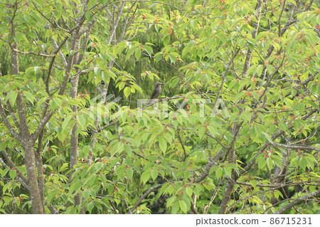 Bulbul perching on a mountain cherry tree with cherries in the spring forest 86715231