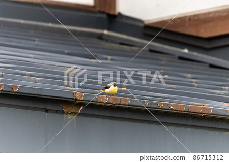 EOSRP. Hiroshima citizen's forest, gray wagtail on the roof. EOSRP. Hiroshima citizen's forest, gray wagtail on the roof. 86715312