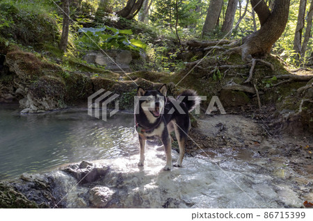 三段之湯、岩尾別溫泉、黑芝、北海道、知床 86715399