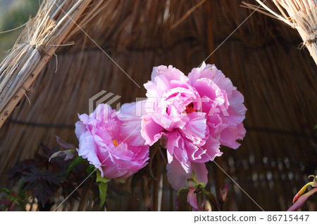Cold peony flowers Cold peony flowers 86715447
