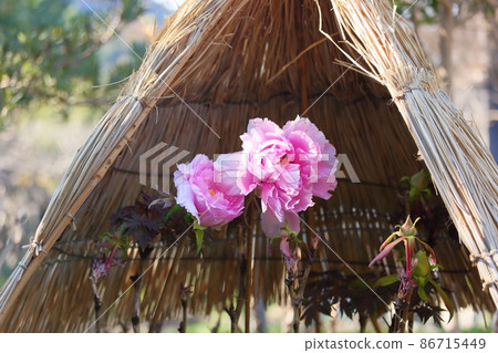 Cold peony flowers 86715449