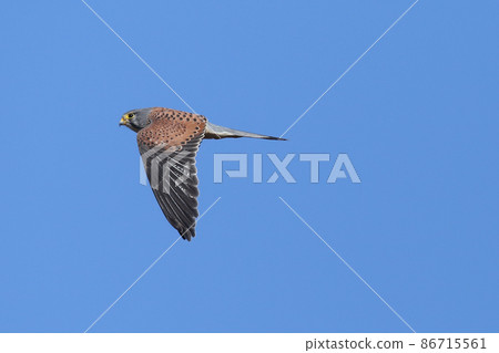 紅隼 紅隼 86715561