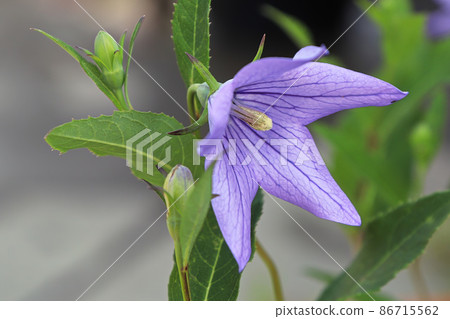Closeup view of purple opened balloon flowers Closeup view of purple opened balloon flowers 86715562