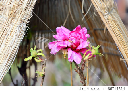 Cold peony flowers 86715814