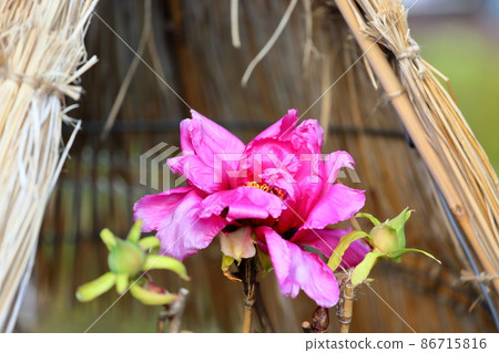 Cold peony flowers 86715816