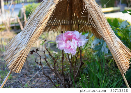 Cold peony flowers 86715818