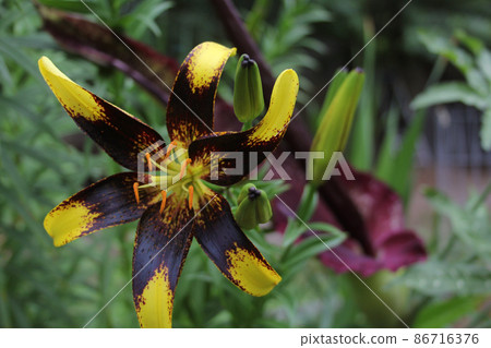 Black and Yellow Lily with Blooming Dragon Arum in background 86716376