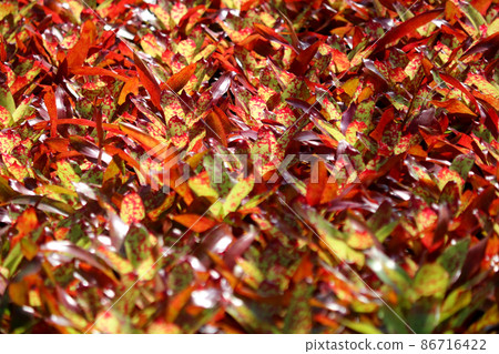 bromeliad guzmania magnifica flower in garden bromeliad guzmania magnifica flower in garden 86716422
