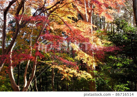 樹木繁茂的楓葉[11月相模原市築井] 86716514