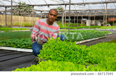Hispanic farmer offering seedlings of green lettuce in greenhouse Hispanic farmer offering seedlings of green lettuce in greenhouse 86717095