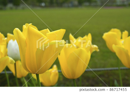 Tulip Tulip 86717455