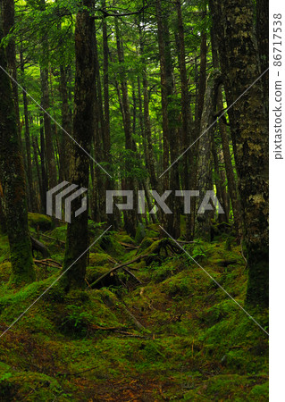 Nagano Prefecture Shirakoma no Ike no Mori Nagano Prefecture Shirakoma no Ike no Mori 86717538