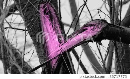 Heart created by nature [black and white photo] 86717773