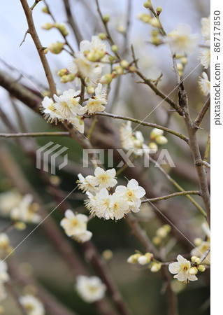 梅花0051 86717850