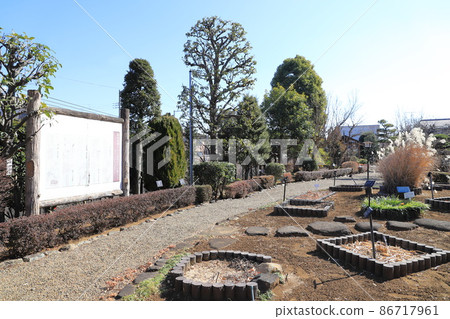 Ichikawa City Manyo Botanical Garden Chiba Prefecture 86717961