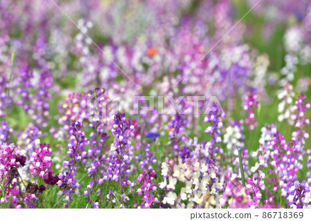 Linaria Linaria 86718369