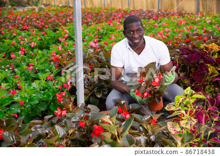 Male African American florist examining begonia seedlings 86718438