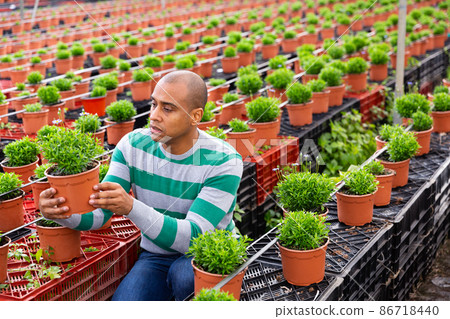 Portrait of confident male farmer engaged in cultivation of plants Portrait of confident male farmer engaged in cultivation of plants 86718440