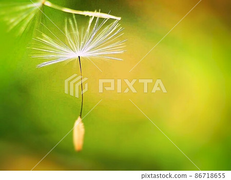 蒲公英絨毛蒲公英 蒲公英絨毛蒲公英 86718655