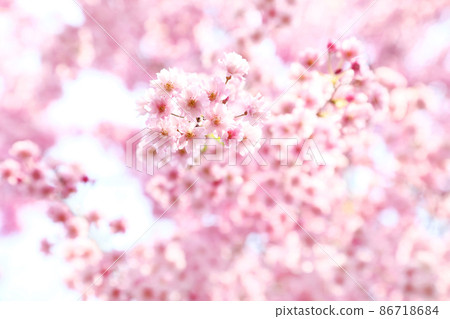 Kitakata Nitchū Line Benishidarezakura - Stock Photo