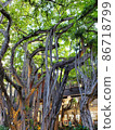 熱帶樹 86718799