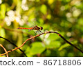 Sympetrum frequens perching on the vine of grass 86718806