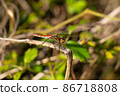 Sympetrum frequens preying on small bees 86718808