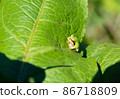 Tree frog hidden in the center of the leaf 86718809
