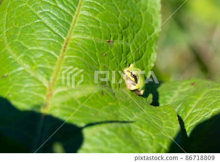 Tree frog hidden in the center of the leaf Tree frog hidden in the center of the leaf 86718809