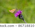 Parnara guttata visiting thistle 86718810